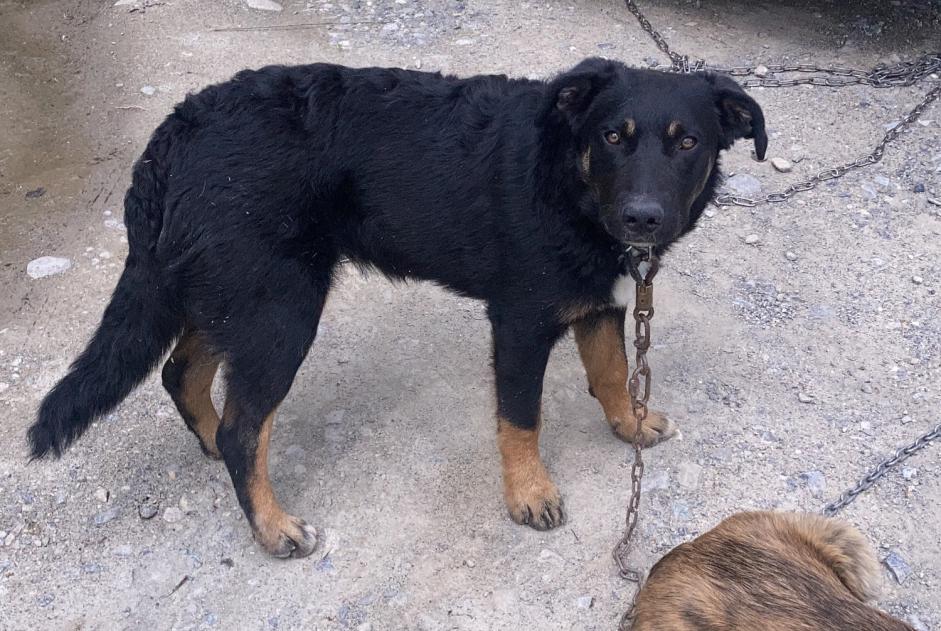 Disappearance alert Dog miscegenation  Male , 2 years Châteauroux-les-Alpes France