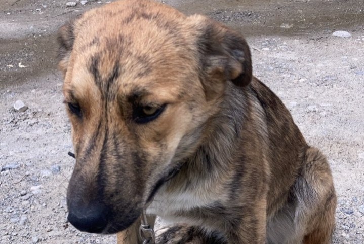 Avviso scomparsa Cane incrocio di razze  Femmina , 2 anni Châteauroux-les-Alpes Francia